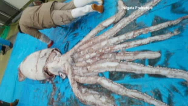 colossal-squid-alchetron-the-free-social-encyclopedia