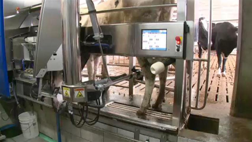 Robotic barn near Freetown automates milking process | CBC News