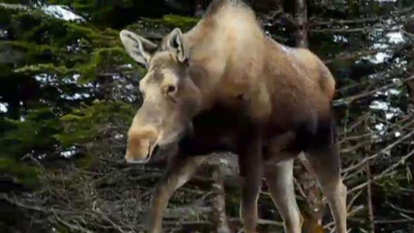 Moose Sex Corridor Cbc Ca