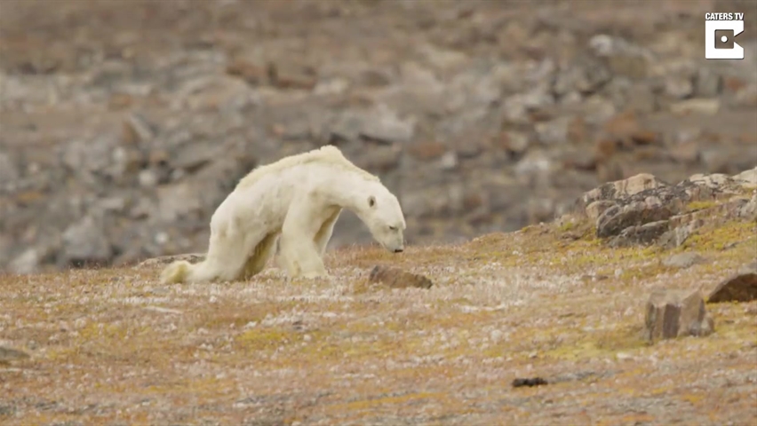 National Geographic Says It 'went Too Far' With Emaciated Polar Bear 