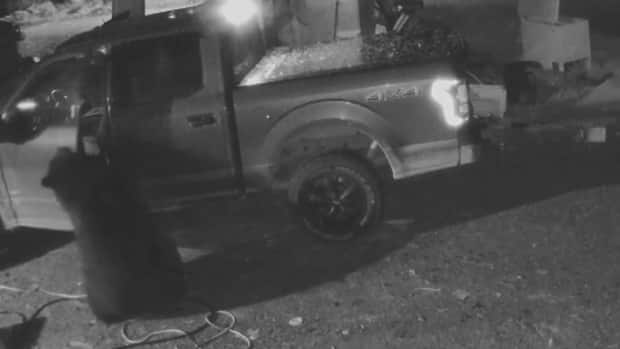 Cbc Player A Bear Opens A Car Door In Port Alberni