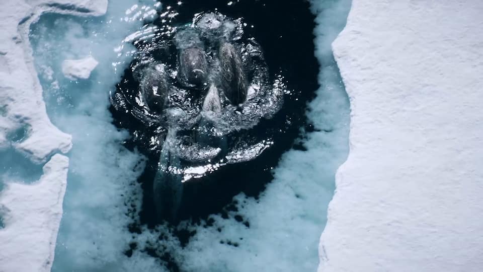 Behind the Scenes on Earth: One Amazing Day - Narwhal | CBC.ca