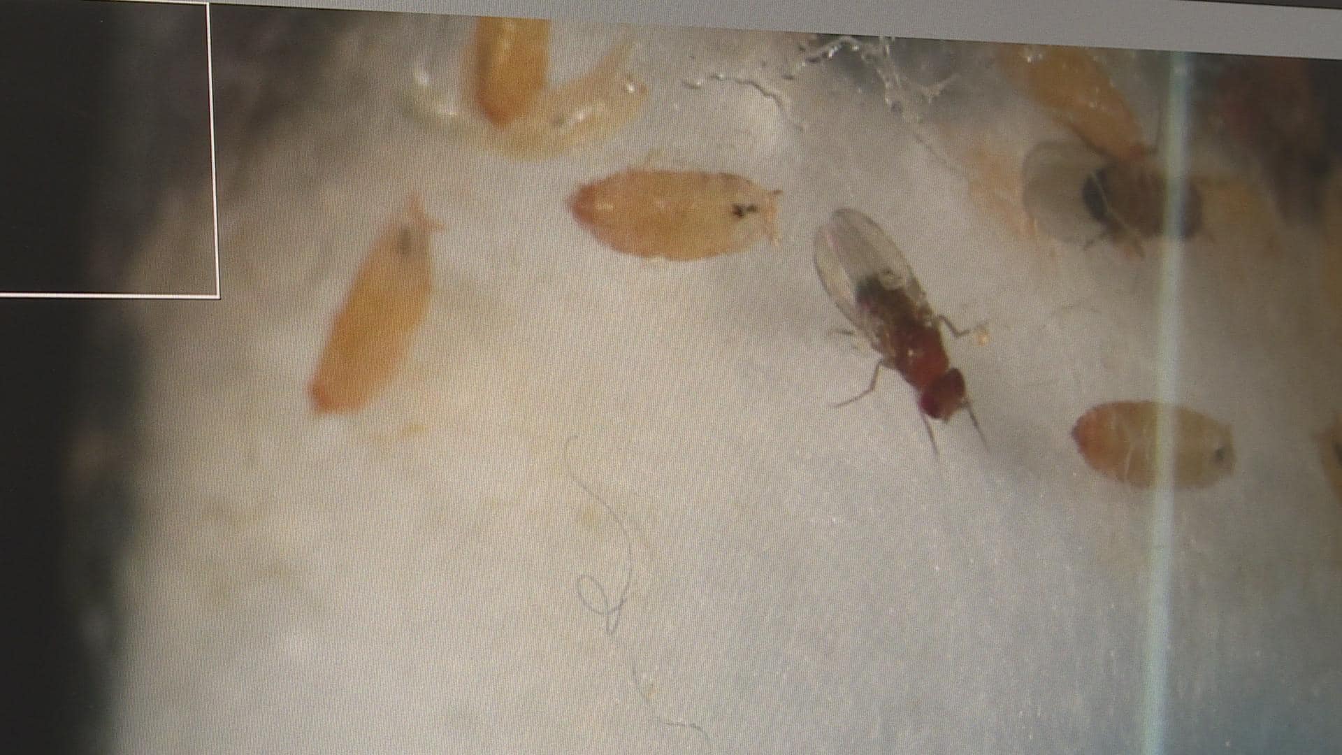 How To Get Rid Of Pesky Fruit Flies CBC ca how-to-get-rid-of-pesky-fruit-flies-cbc-ca