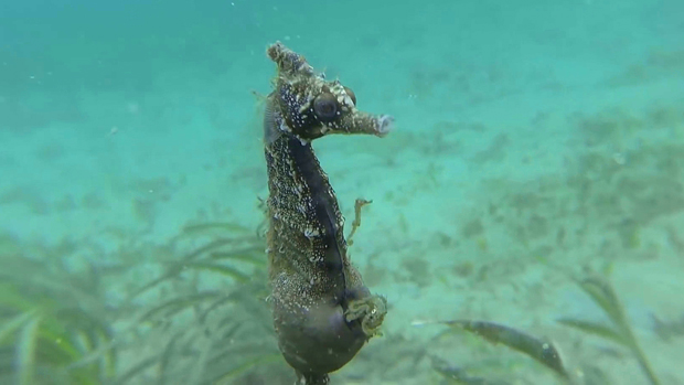 Wild seahorse birth caught on camera in 'surreal' video | CBC News