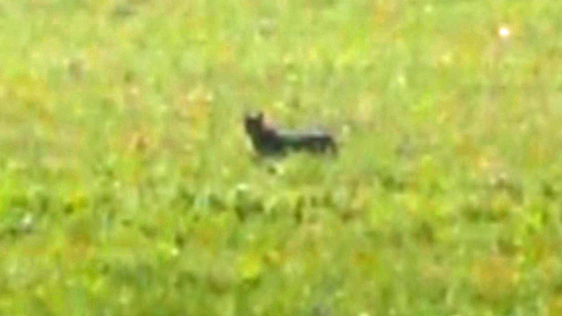 Possible cougar captured on video in Grand Falls | CBC News