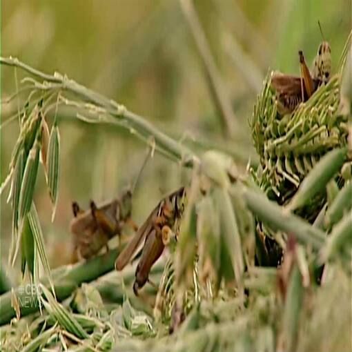pics Giant Grasshopper Movie from hot to hoppers weather conditions right for a population boom