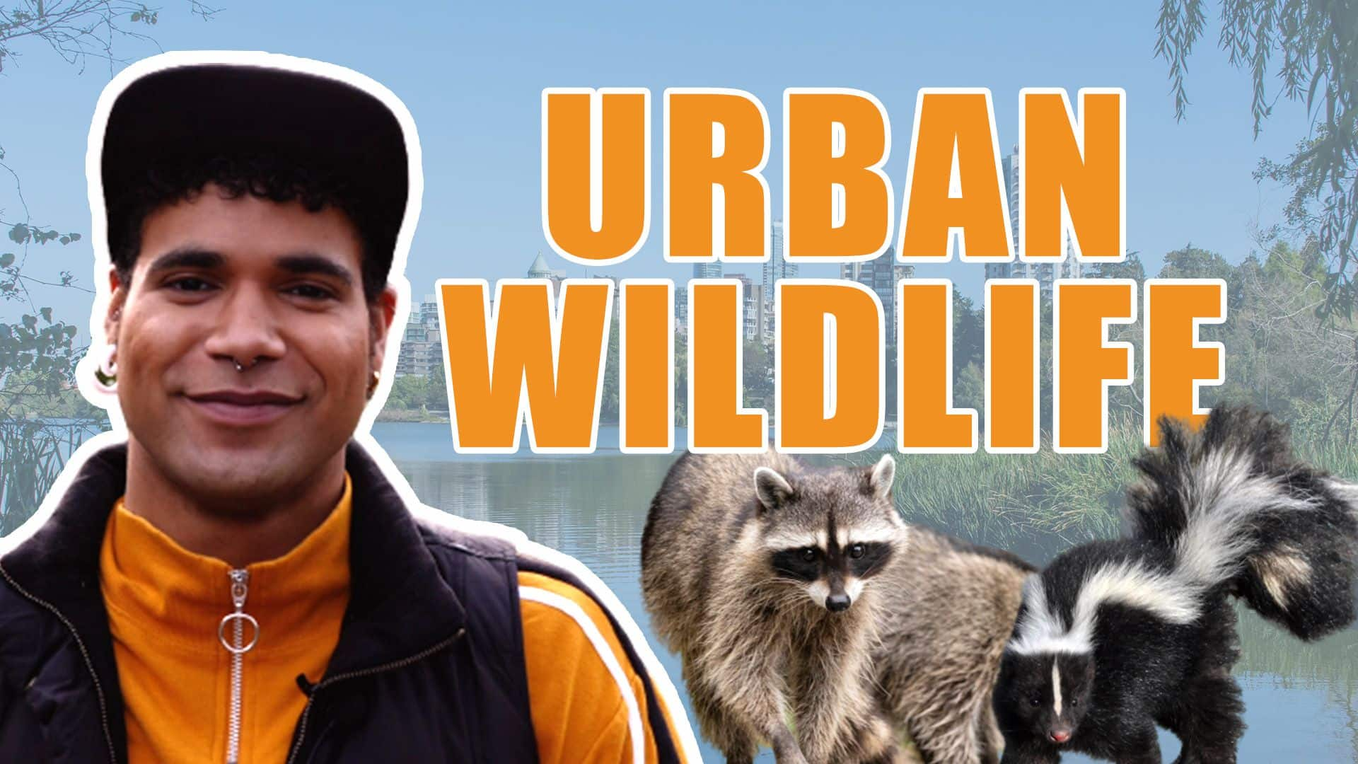 what-is-urban-wildlife-ecology-cbc-ca