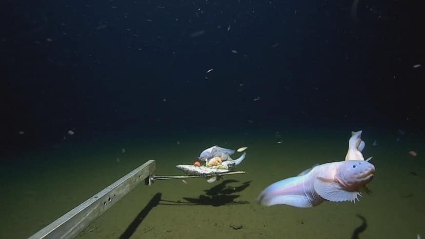 'Small and goofy': Snailfish deepest catch ever | CBC.ca