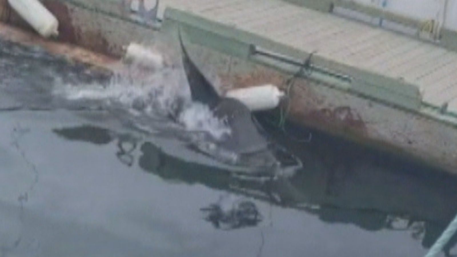 Great white shark stuns onlookers before washing up dead on N.S. beach -  Halifax