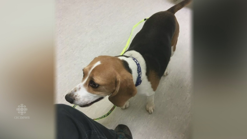 Winnipeg couple warns others after online dog deal bites