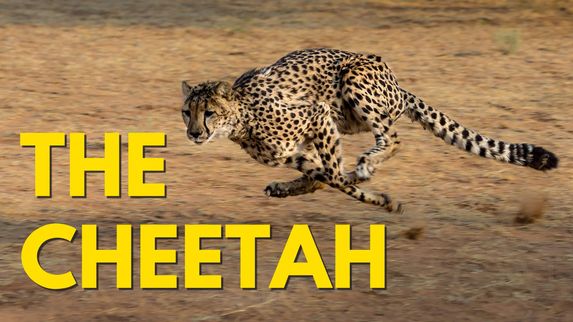 The Cheetah | S1 - E1 - Amazing Animals | Watch | CBC Kids