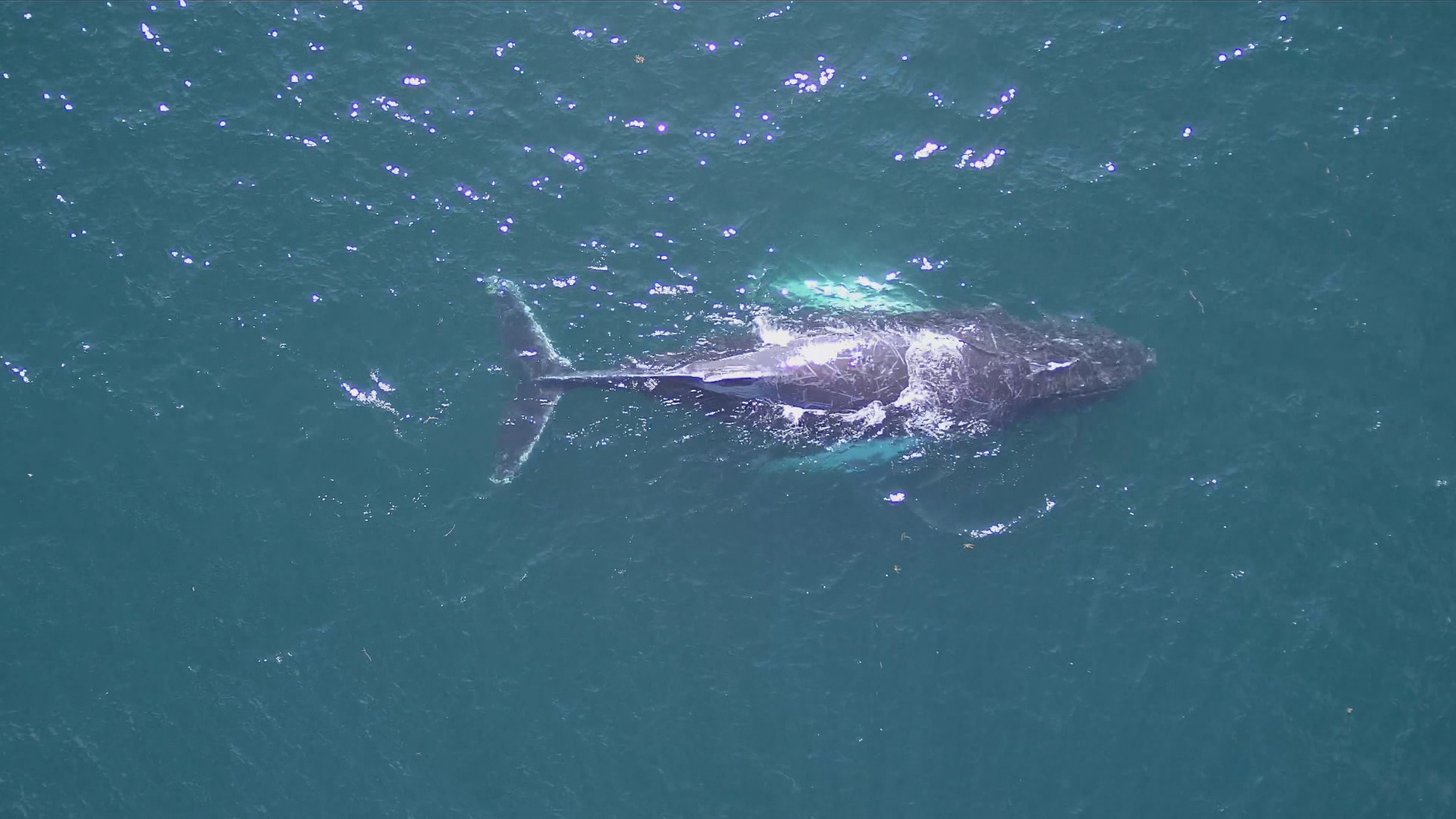 whale vid.mp4 223427.jpg?crop=1