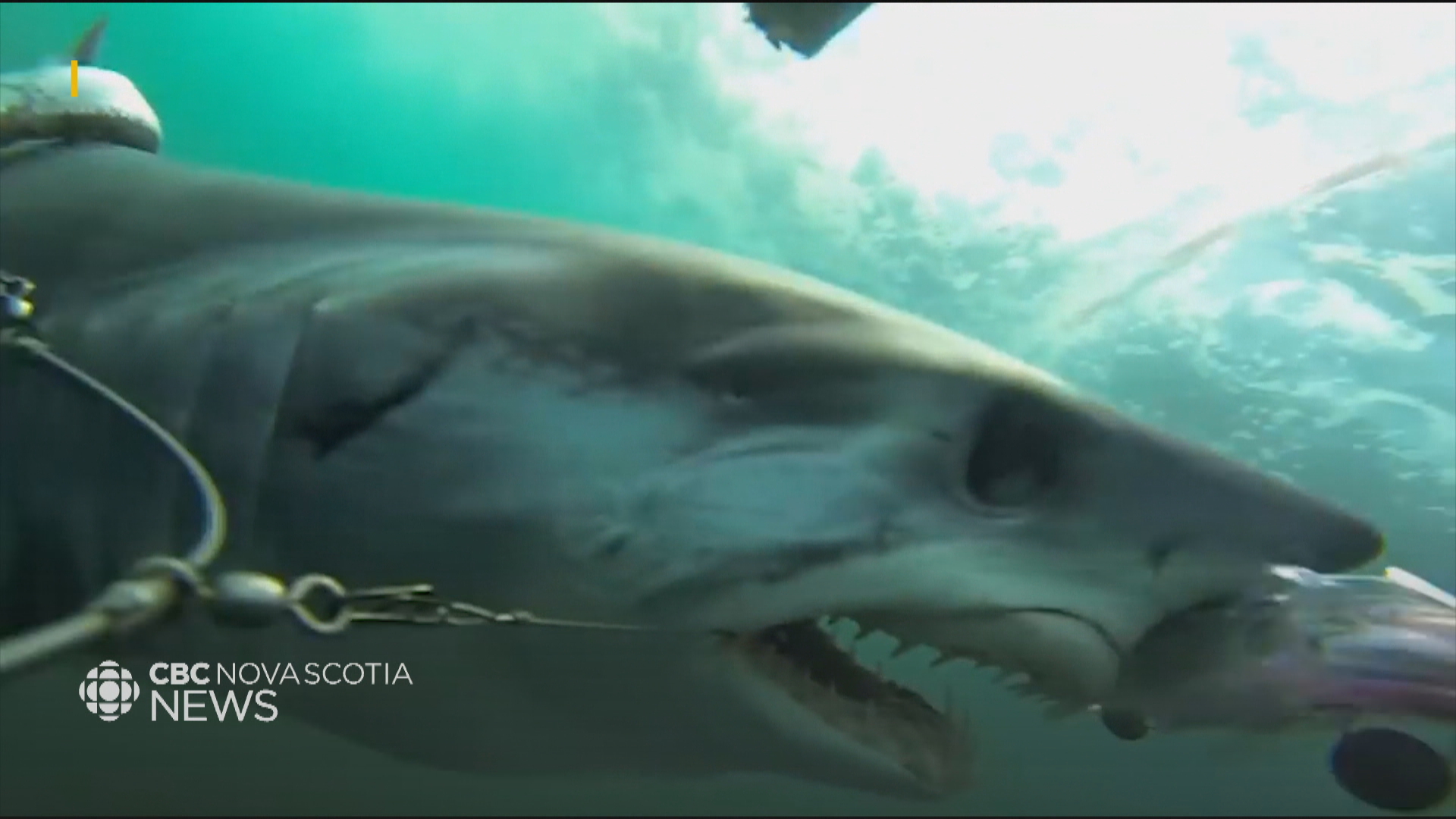 Great white shark stuns onlookers before washing up dead on N.S. beach -  Halifax