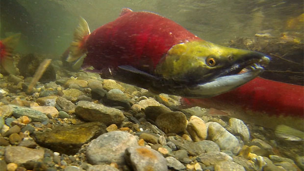 Adams River sockeye salmon run near Kamloops draws crowds | CBC News