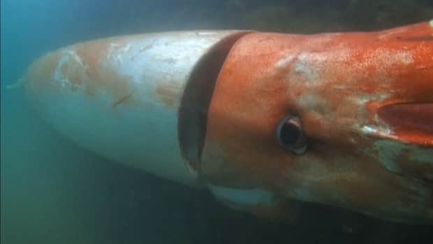 Rare giant squid captured on underwater video | CBC.ca