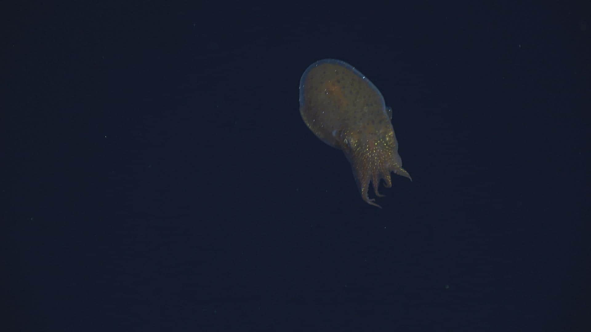 deep-sea-creatures-cbc-ca