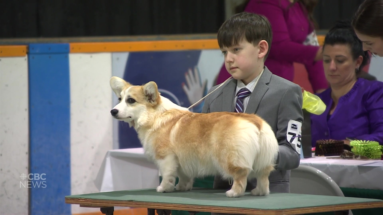Assiniboine Kennel Club dog show a hit for canine lovers across Canada