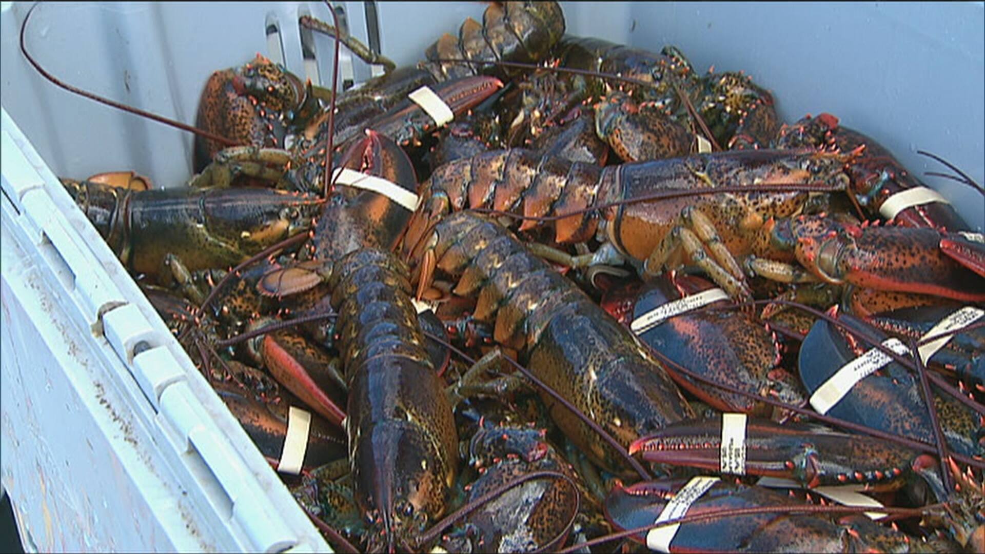 Despite tension over right whale deaths, Maine lobster group backs ...