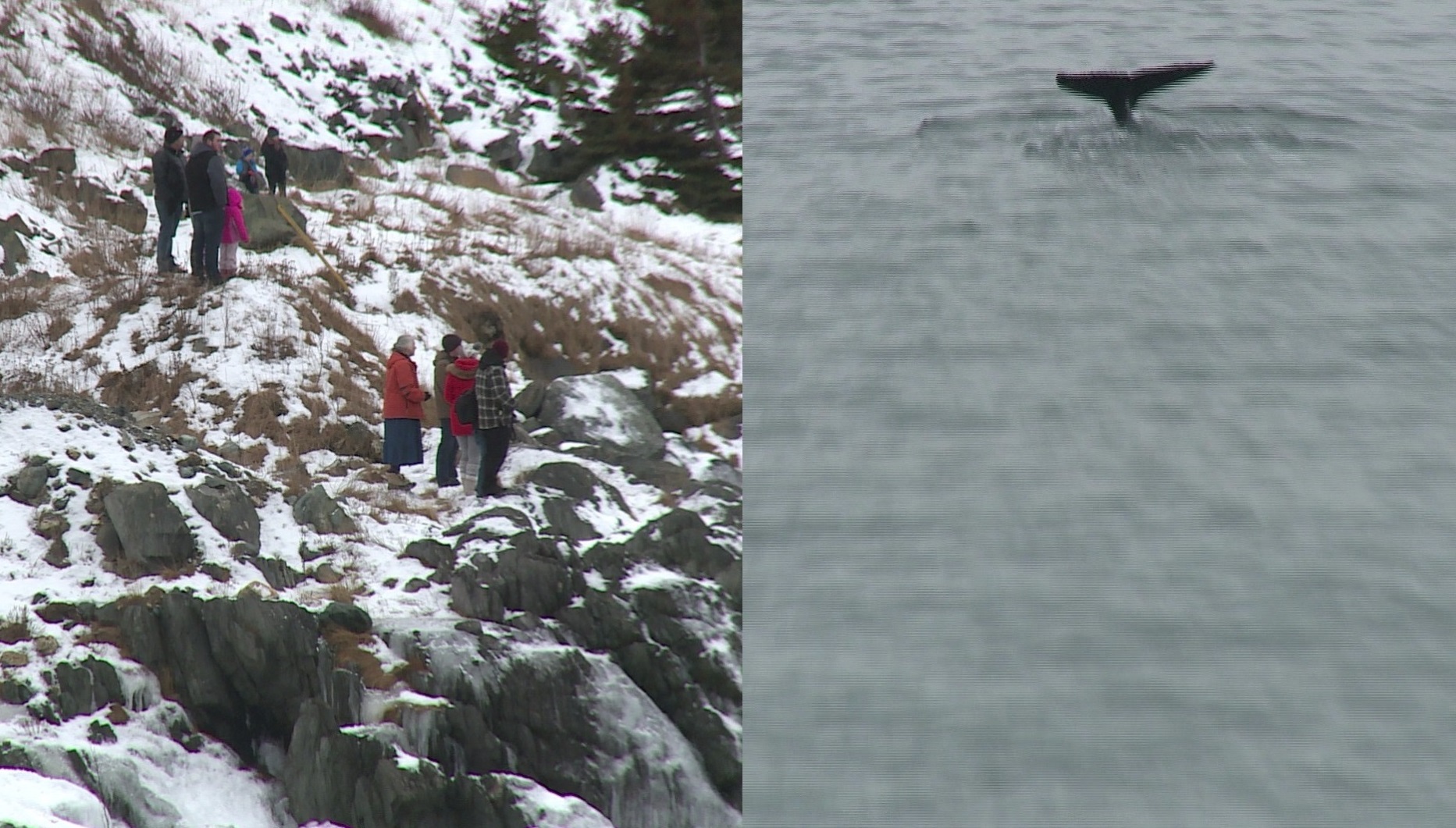 Whales put on a show in Portugal Cove-St. Philips | CBC News