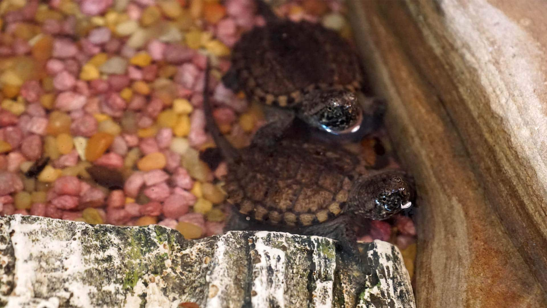 25 Baby Snapping Turtles Getting Ready To Be Released 