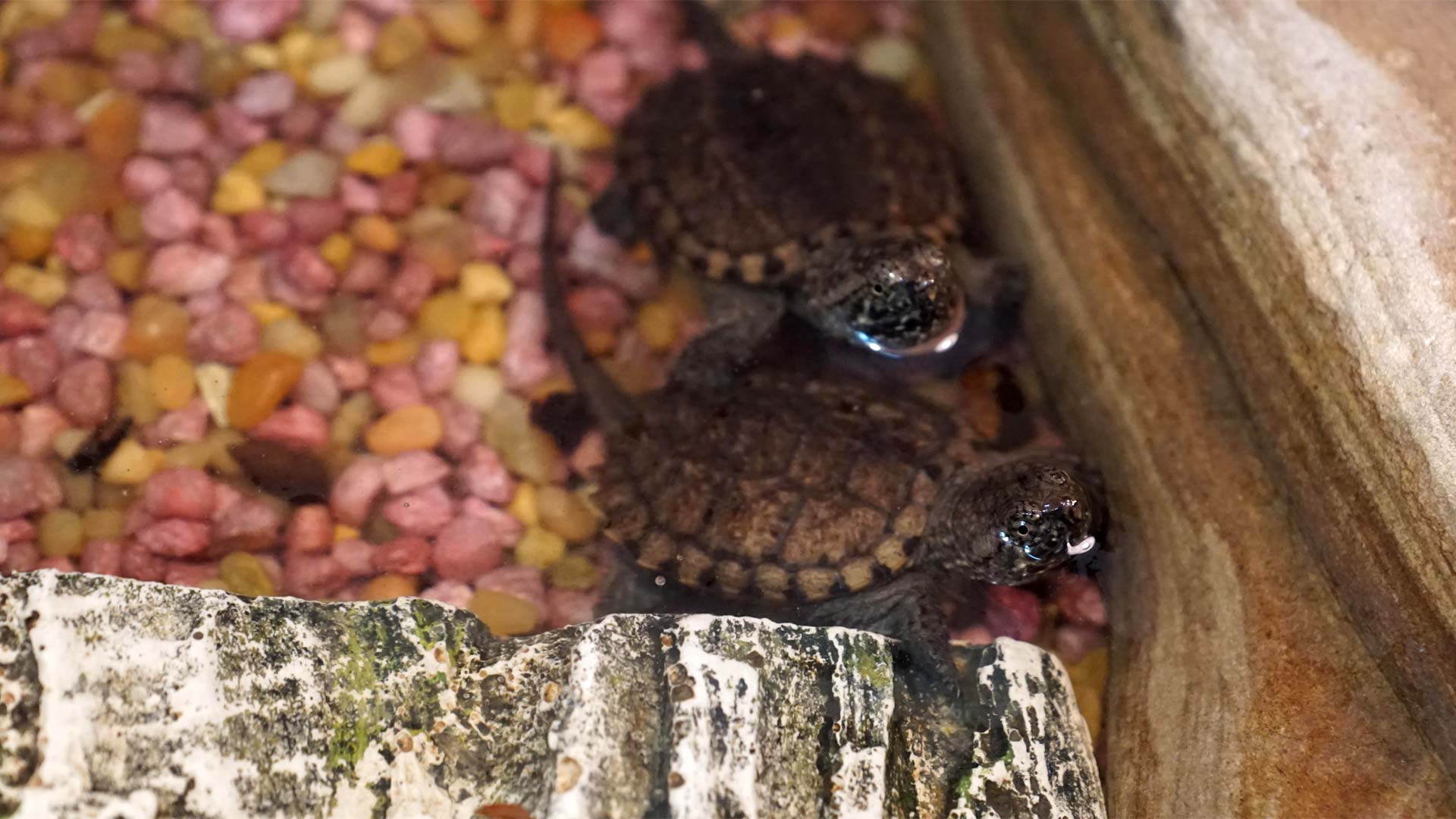 Wild at Heart ready to release rescued snapping turtles | CBC News