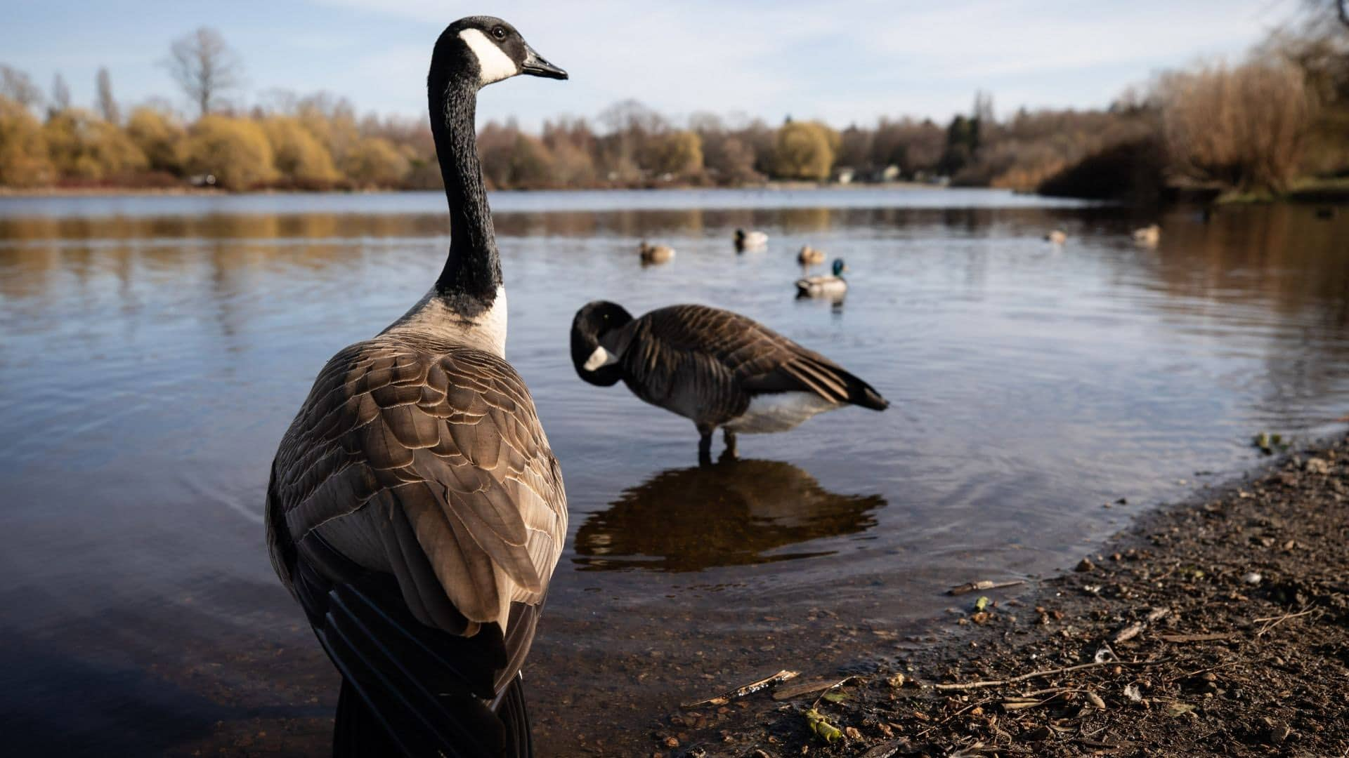 Canada goose 2024 18 years job