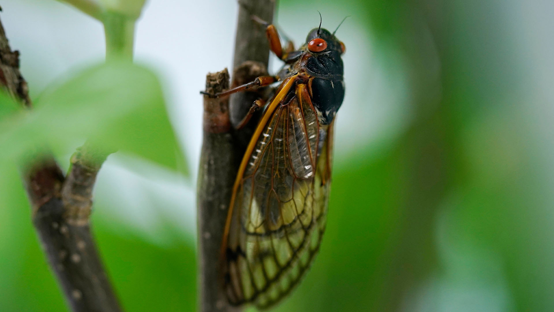 How to cook the perfect cicada | CBC News