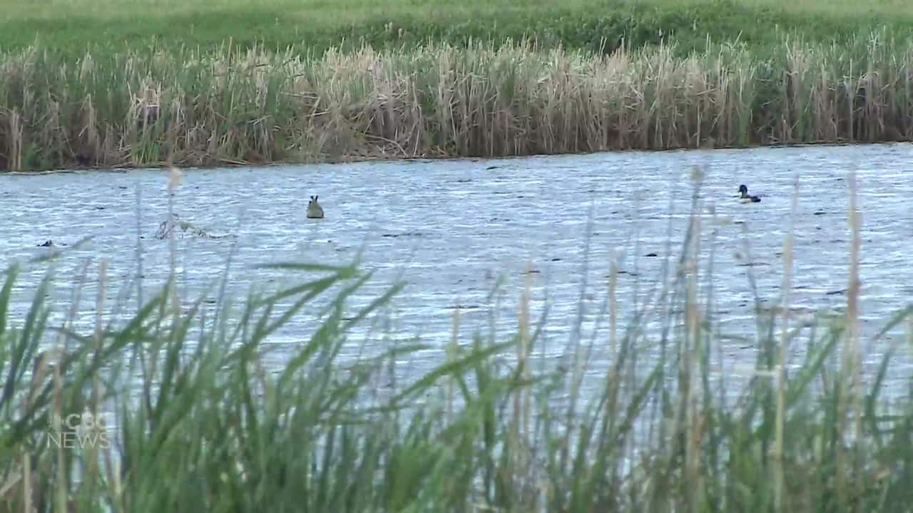 Advocates call on Sask. government to create wetland policy | CBC.ca