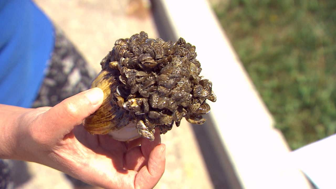 Protection Of Other Lakes Key As Zebra Mussels Clog Lake Winnipeg ...