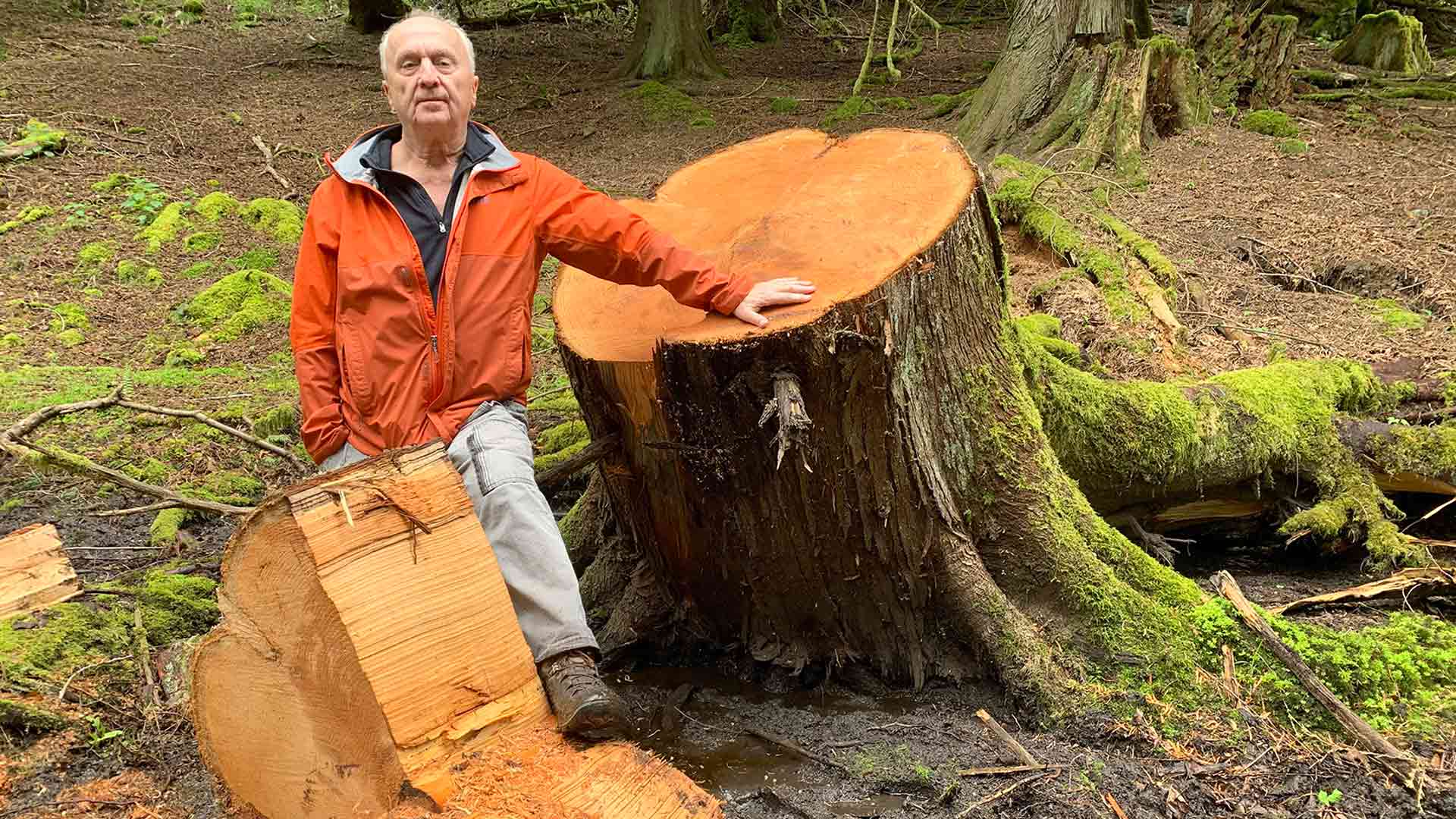 Who is stealing trees from the forest? Problem has economic roots ...