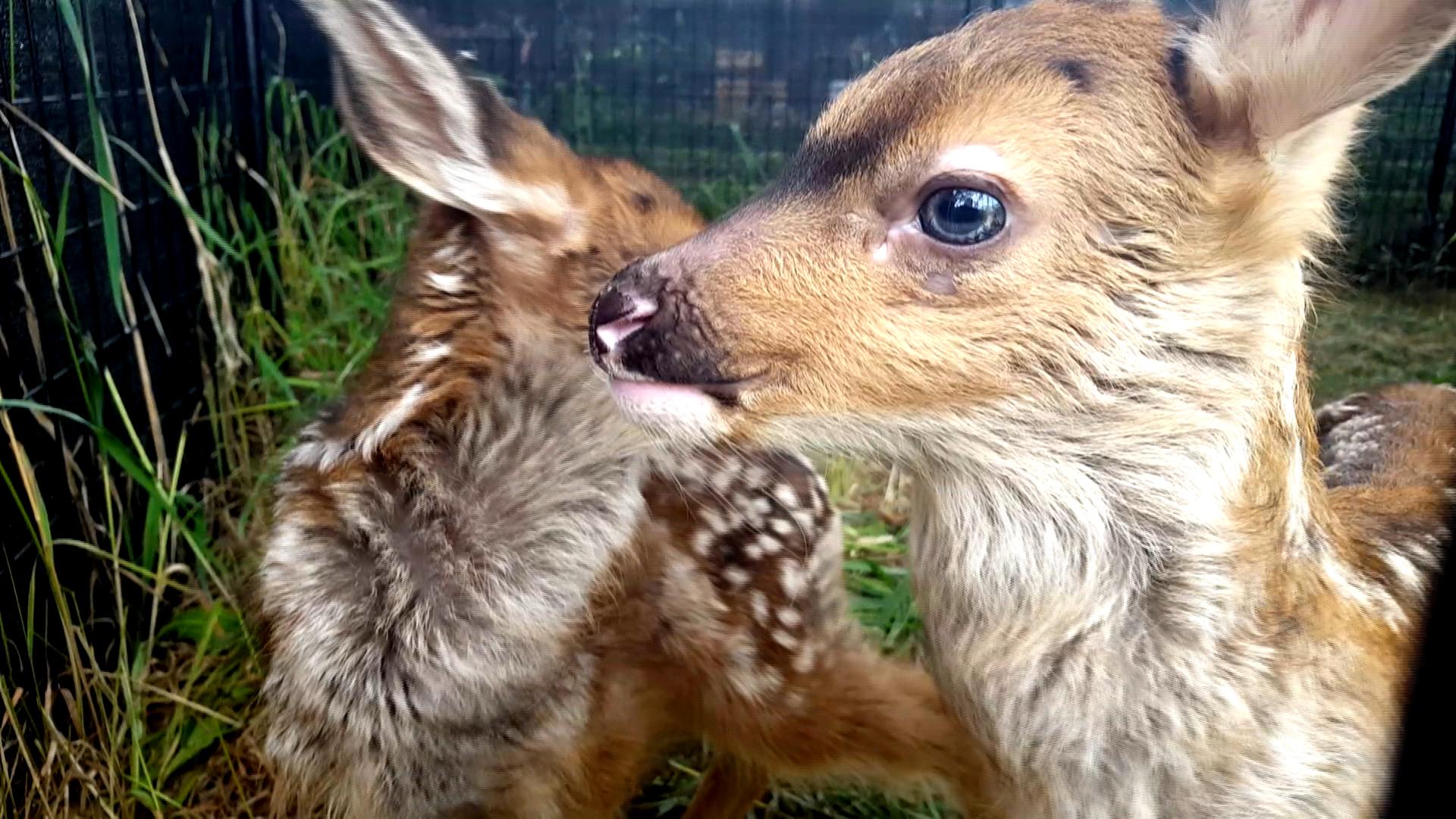 Fawn delivered by C-section finds friend, future at . refuge | CBC News