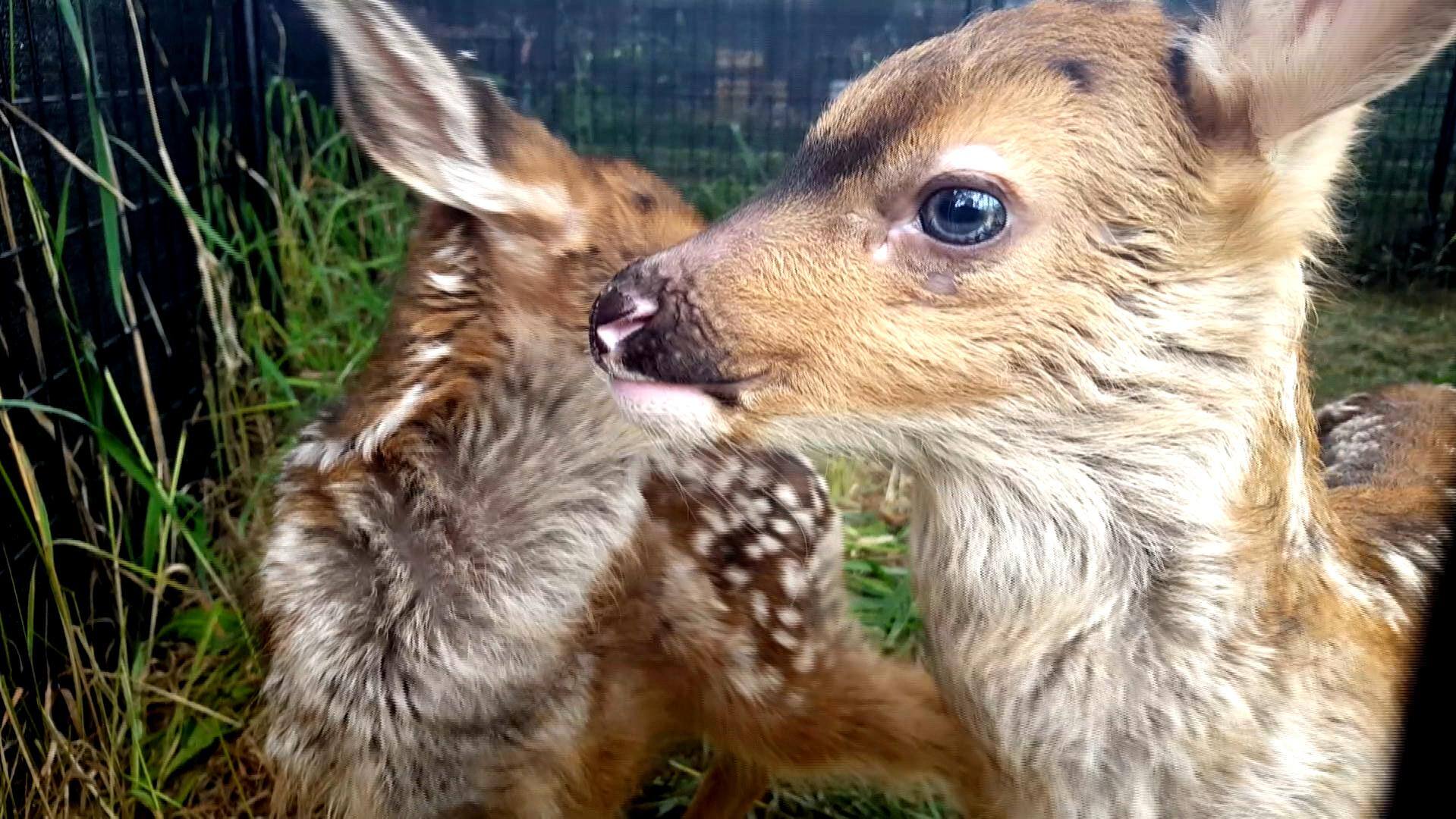 Fawn delivered by C-section finds friend, future at . refuge | CBC News Fawn delivered by C-section finds friend, future at . refuge | CBC News