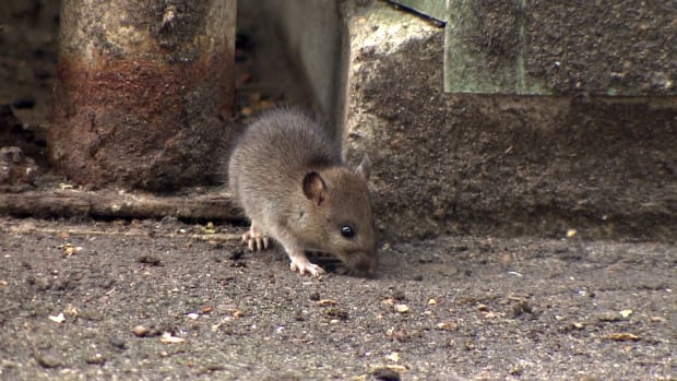 Compost Rats Overrun Playground | CBC.ca