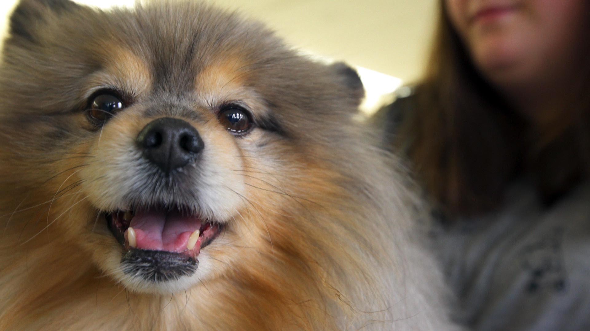 Power of the pooch: Dogs ease kids' anxiety before medical scans | CBC News