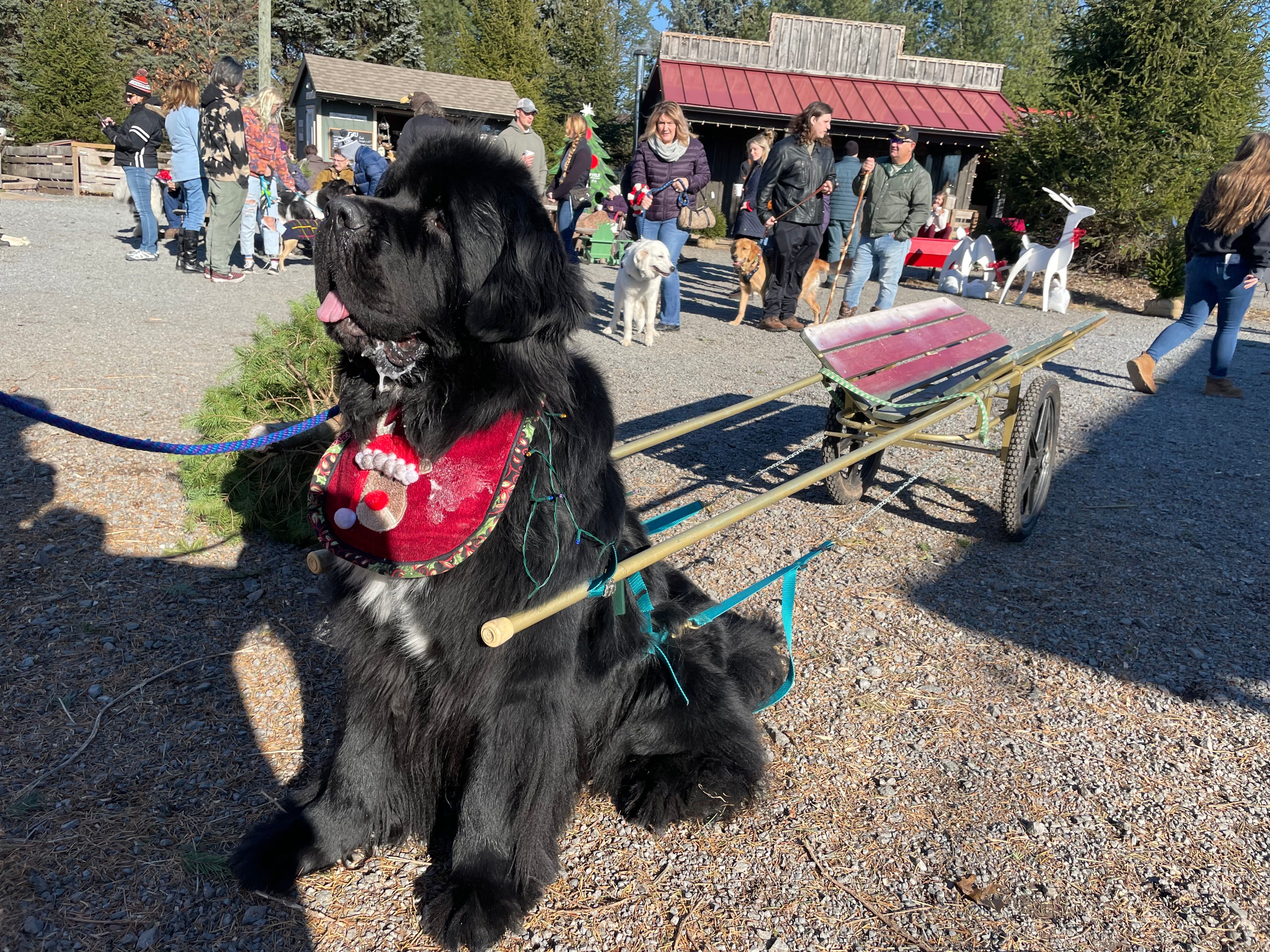 This Pennsylvania farm's farmhands are Newfoundland dogs that pull your Christmas tree to your car; This Pennsylvania farm's farmhands are Newfoundland dogs that pull your Christmas tree to your car