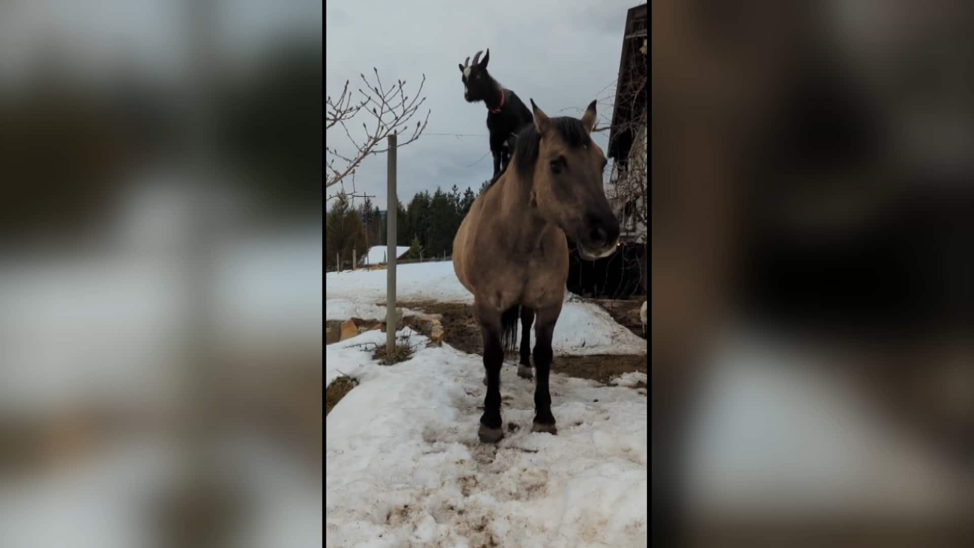 goat-rides-horse-around-kootenay-b-c-farm-cbc-ca