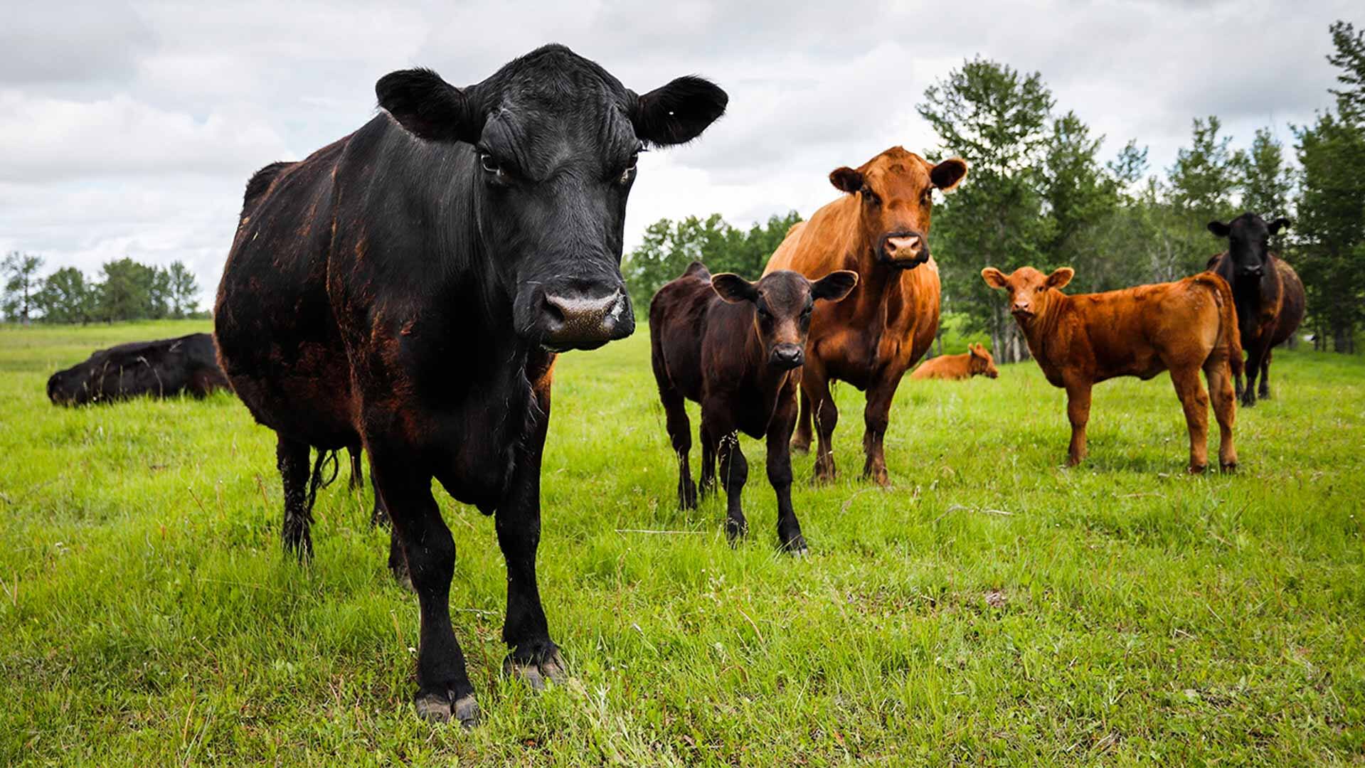 Desperate Prairie ranchers are selling cattle early amid drought, lack of feed | CBC News Desperate Prairie ranchers are selling cattle early amid drought, lack of feed | CBC News