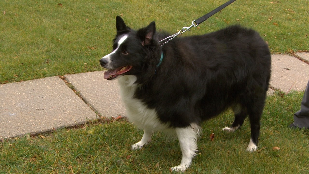 Border Collie Weight – Blog Dandk