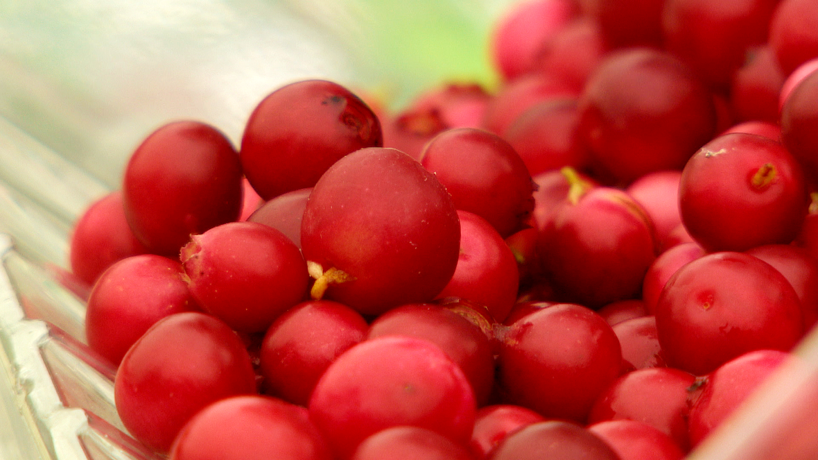 food-scientist-says-manitoba-wild-berry-has-major-health-benefits-cbc-ca