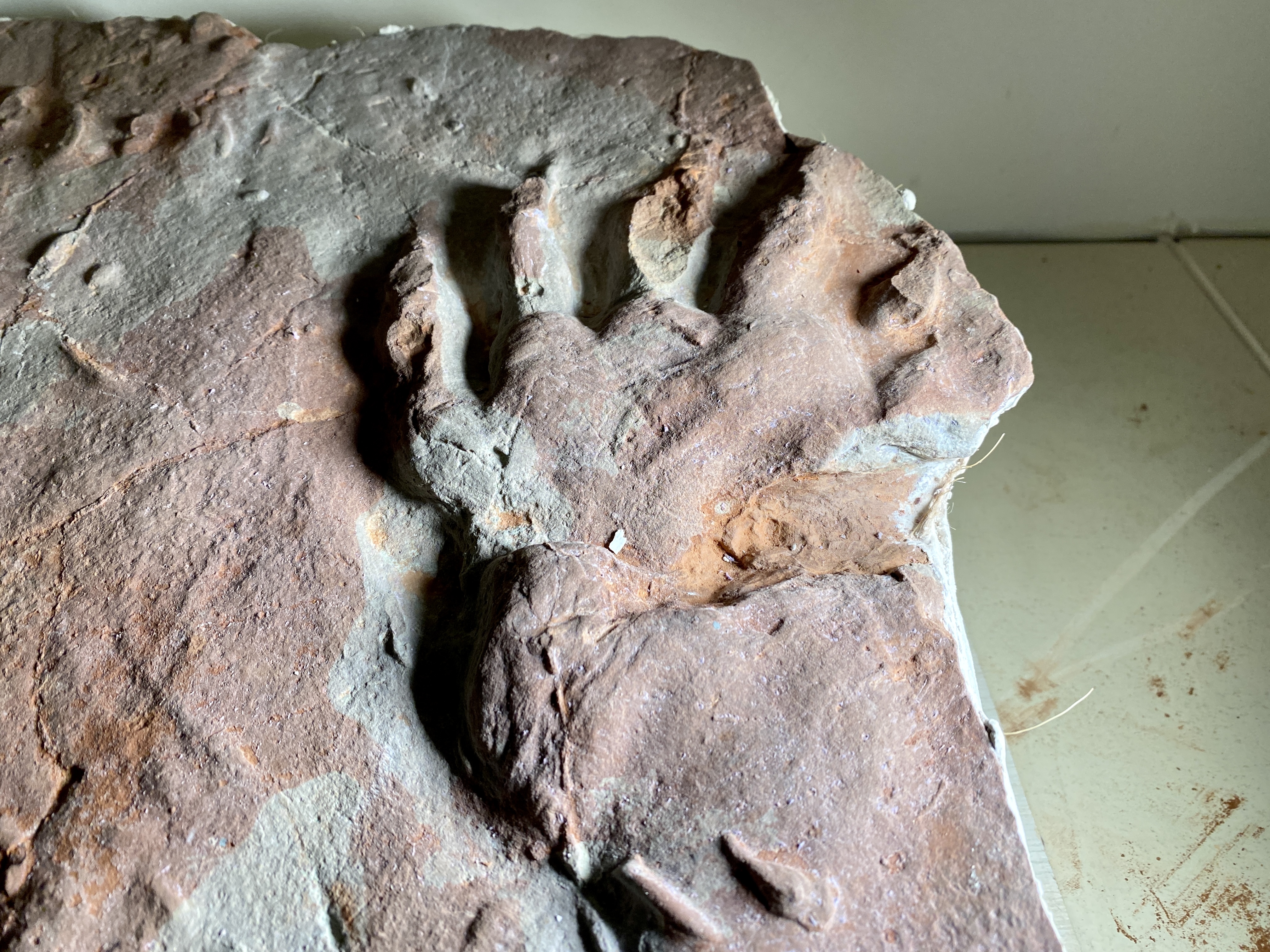 dimetrodon footprints