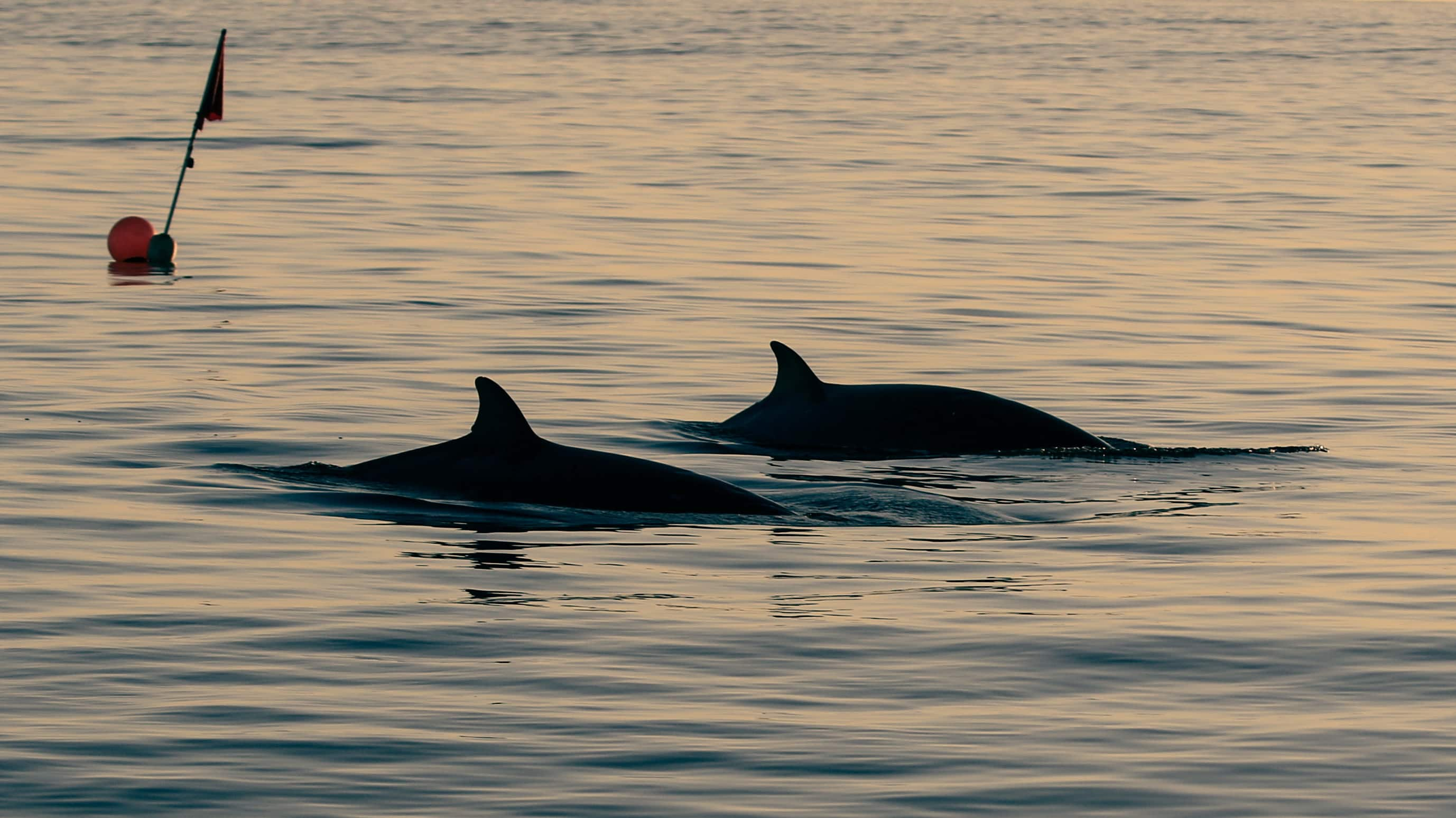 New whale species discovered off Mexico CBC News