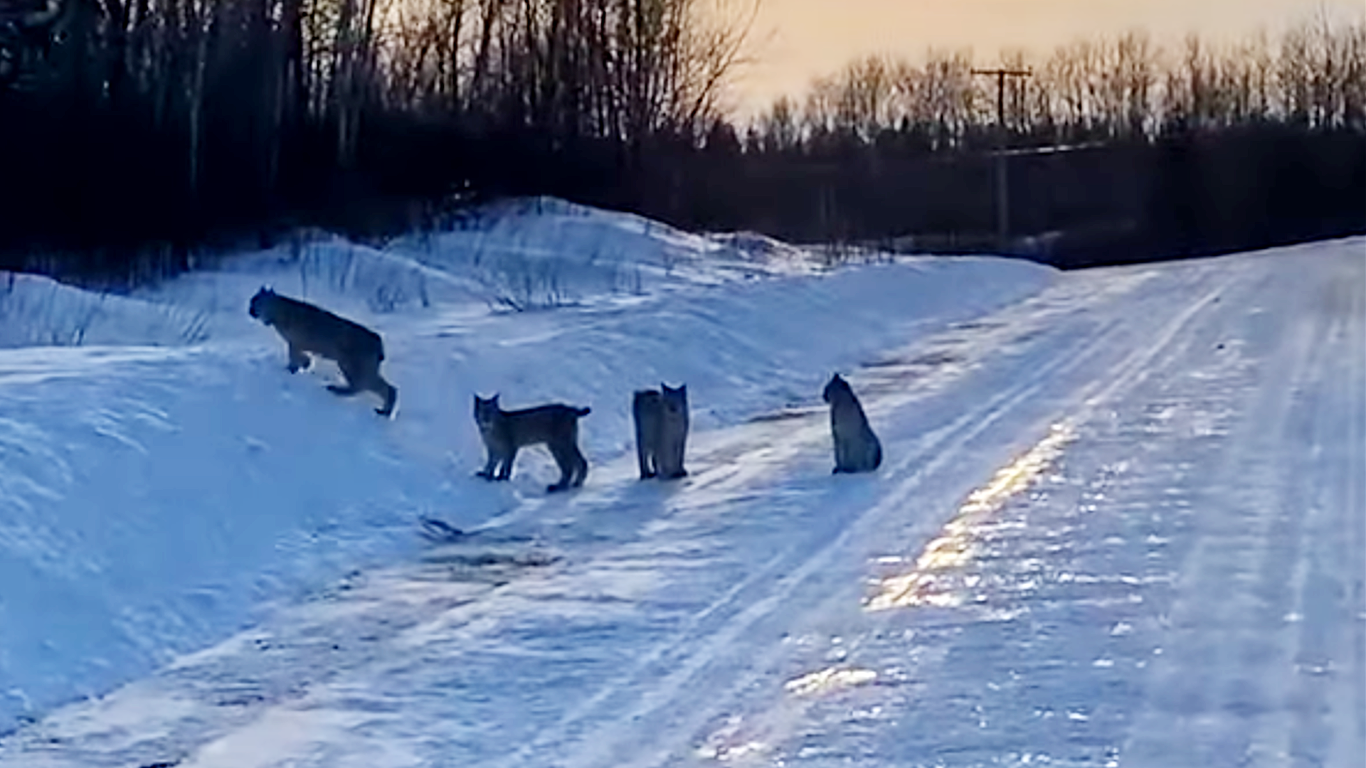 Rising number of lynx sightings surprises expert | CBC News