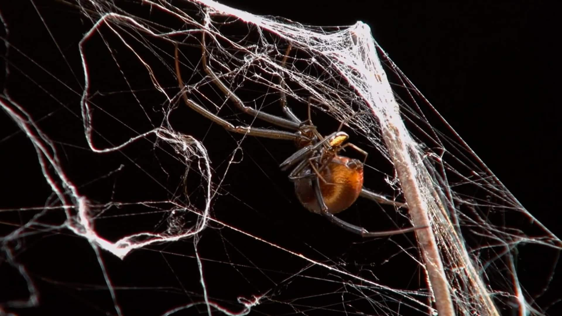 Some Spiders Have Sex And Then Die Willingly Bug Sex Cbc Ca