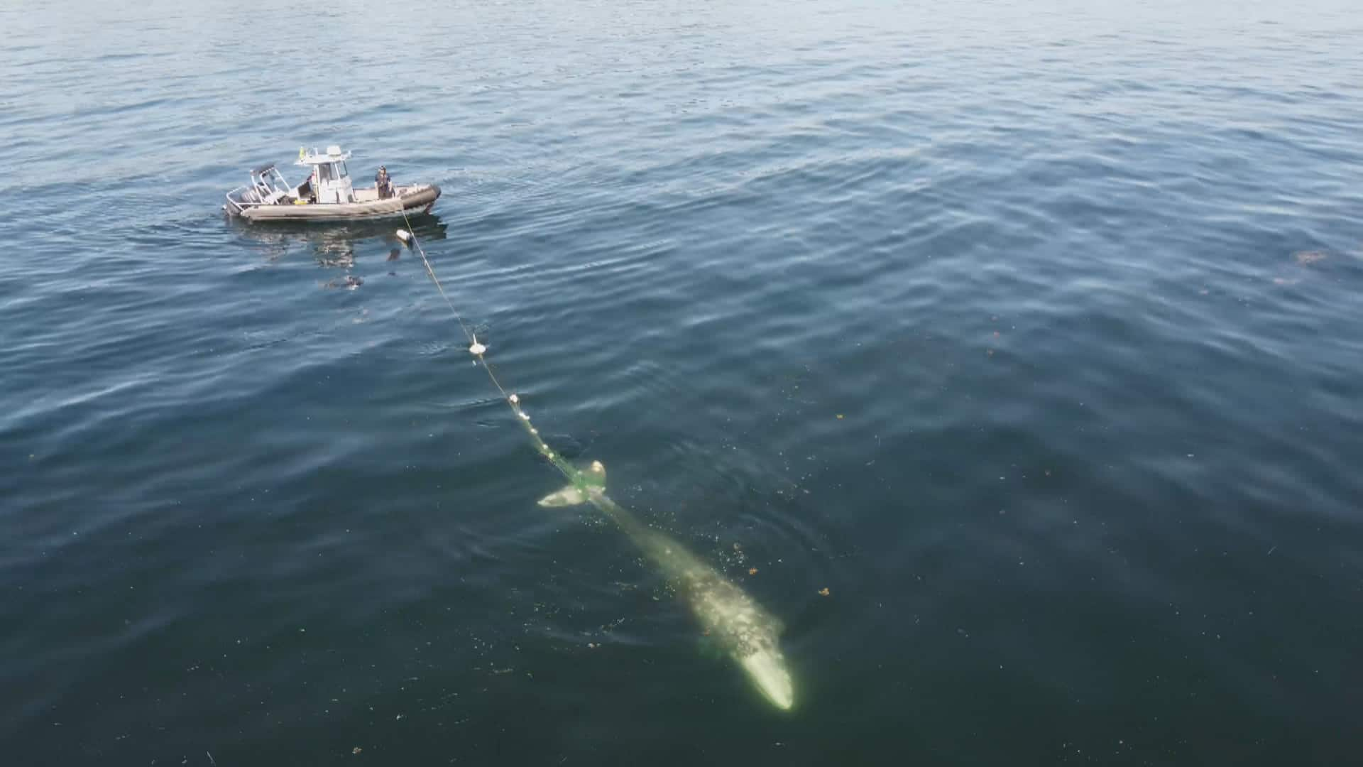 Learning the ropes of freeing tangled whales | CBC.ca