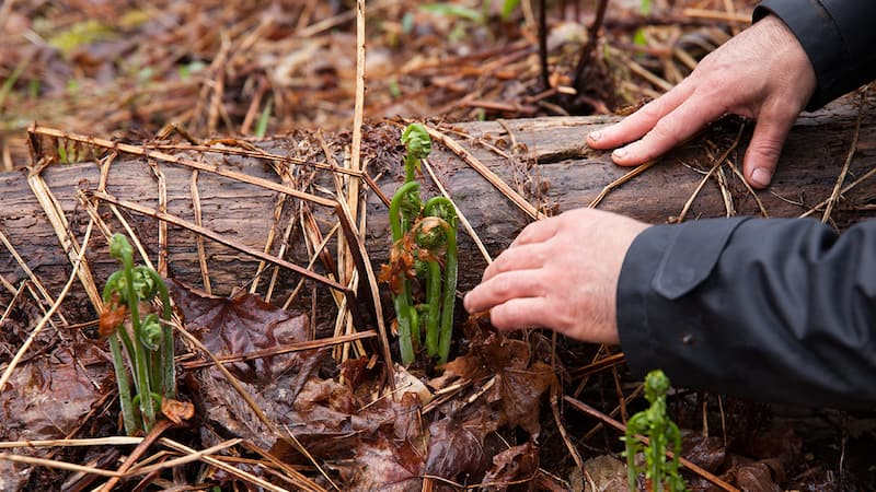 Forage: How To Source Wild Fiddleheads — And Transform This Springtime ...