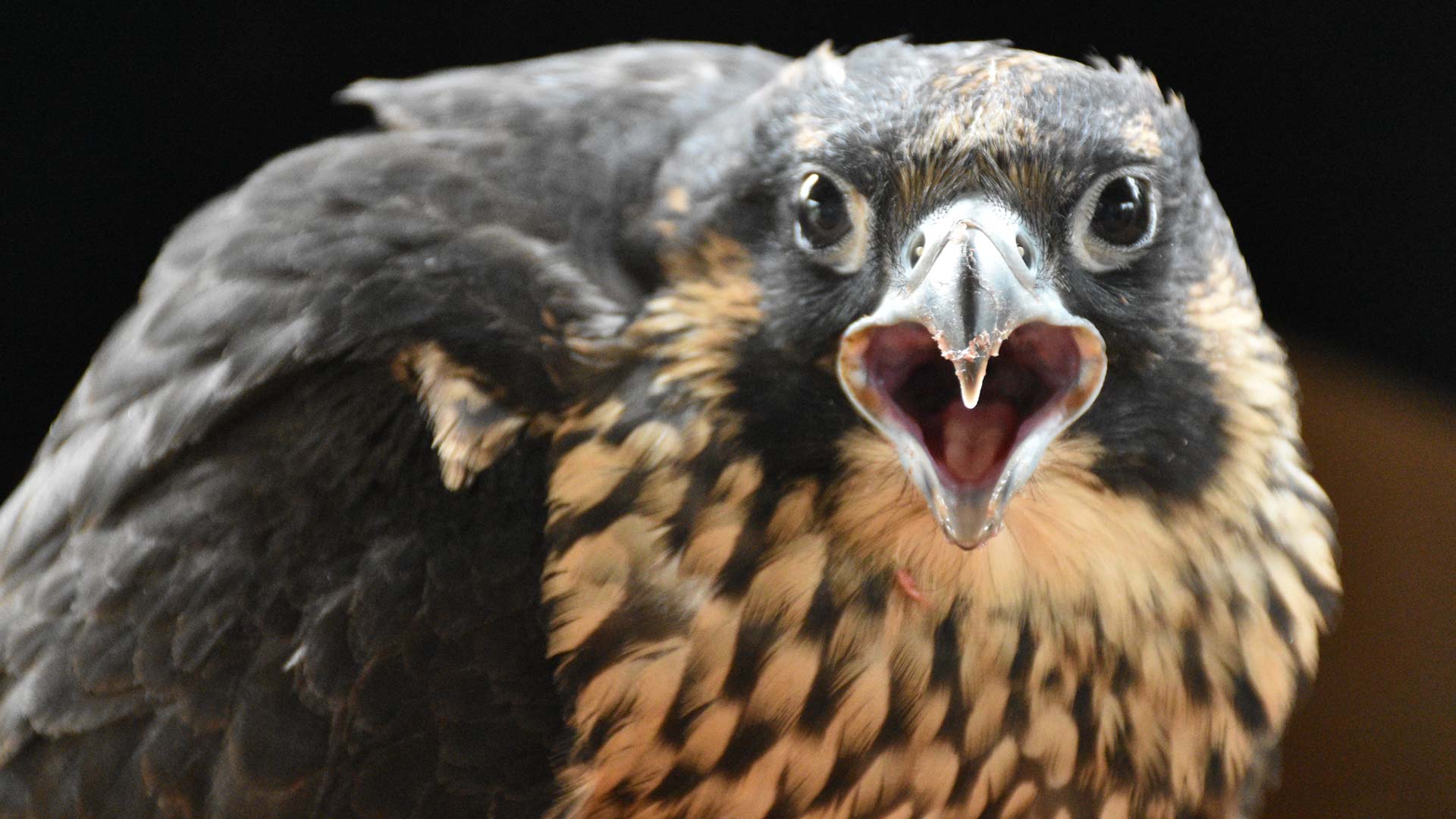 Porter the peregrine falcon found dead in downtown Winnipeg | CBC News