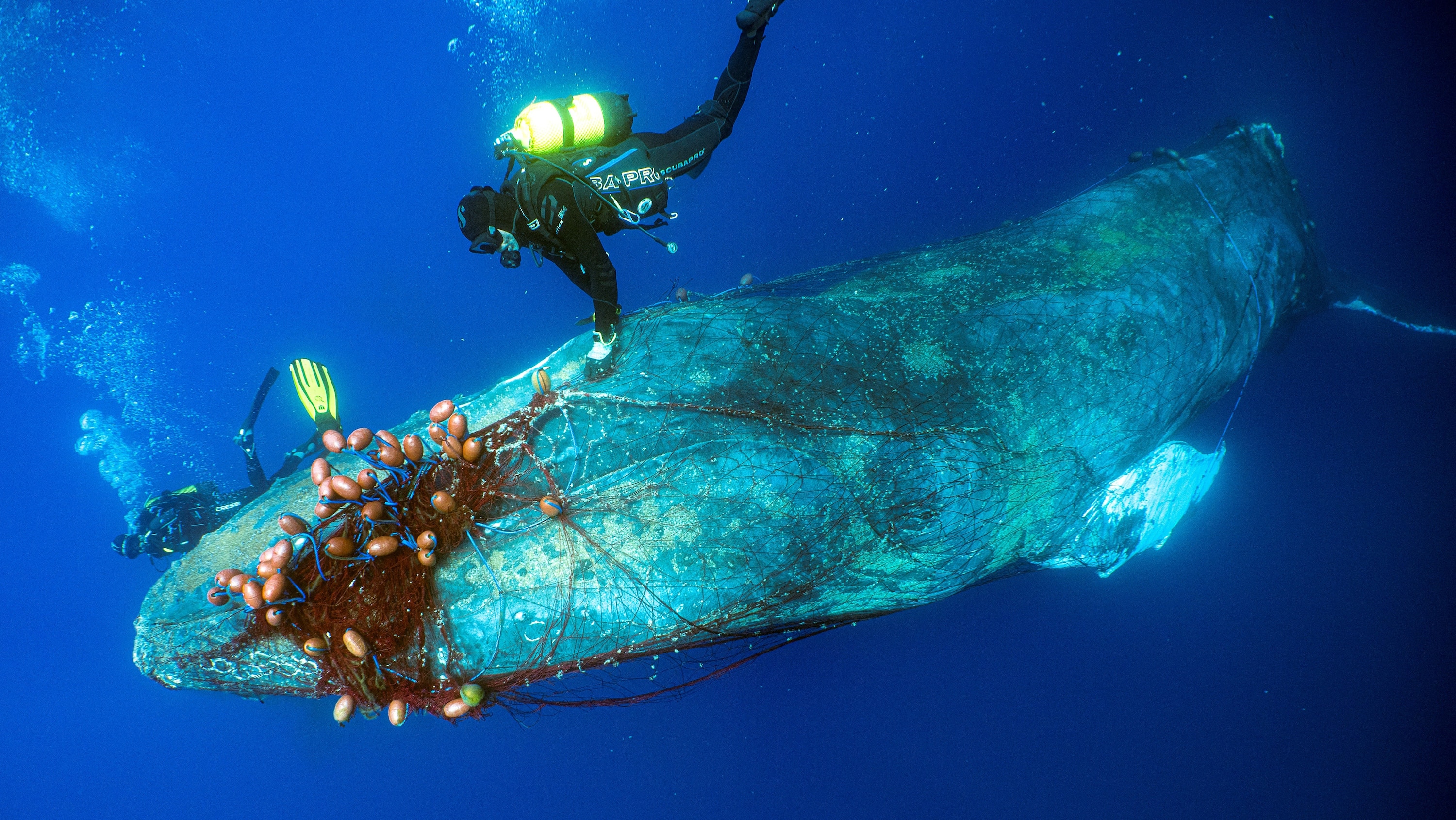 Soccorso subacqueo: subacquei spagnoli liberano una balena intrappolata in una rete da pesca illegale