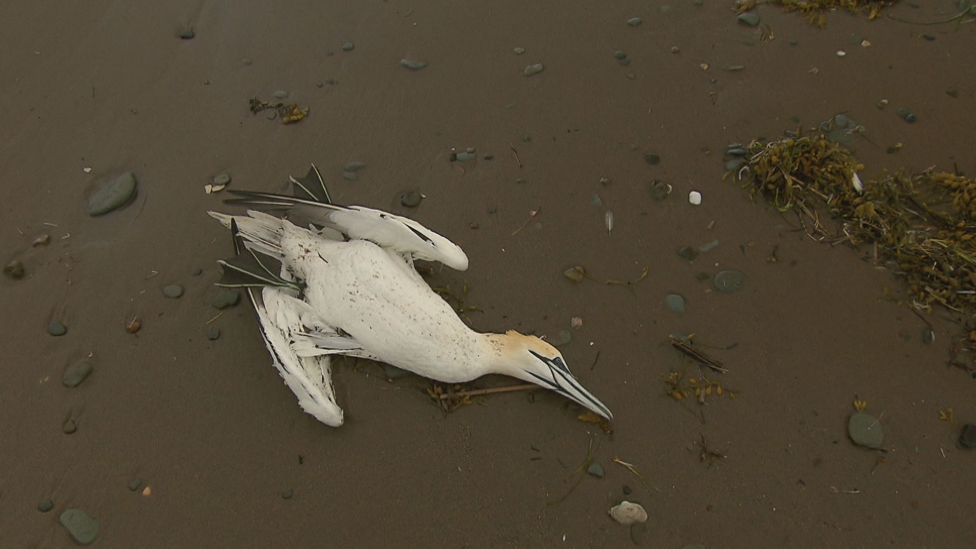 can a dog get sick from eating a dead bird