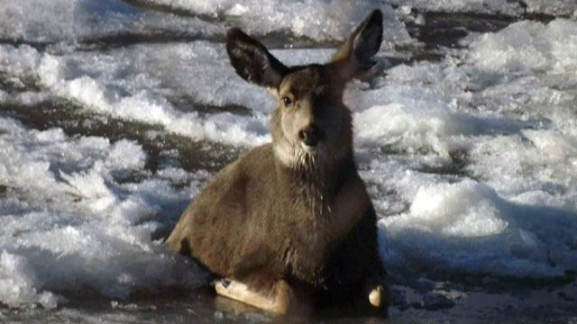 Deer saved from icy Alberta river in rescue caught on video | CBC News