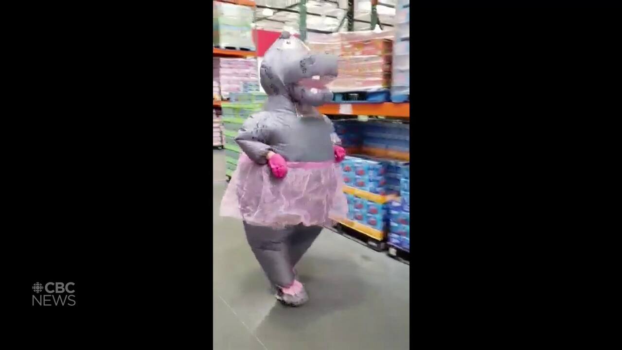 Misfitz Mascot And Hippo Henrietta Dances Her Way Through A Calgary Costco Cbc Ca Misfitz Mascot And Hippo Henrietta Dances Her Way Through A Calgary Costco Cbc Ca
